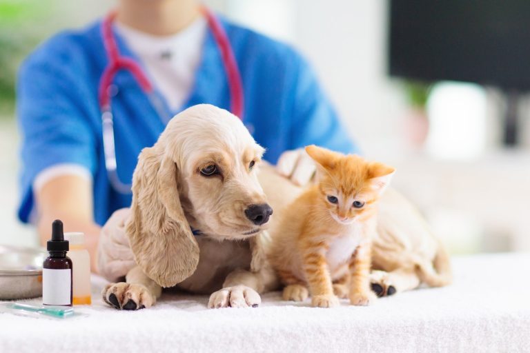 International Care Company Lancia PET 24, il nuovo servizio per la cura del proprio amico a quattro zampe - Una Centrale Operativa telefonica disponibile 24 ore su 24, 7 giorni su 7, e un’ampia rete di veterinari ed educatori cinofili, sono da oggi a disposizione dei clienti di International Care Company.